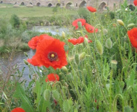 Poppies at Hospital de Orbigo